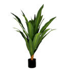 Dragon Plant