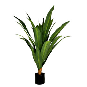 Dragon Plant