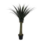 Agave-Succulent-Plant.jpg