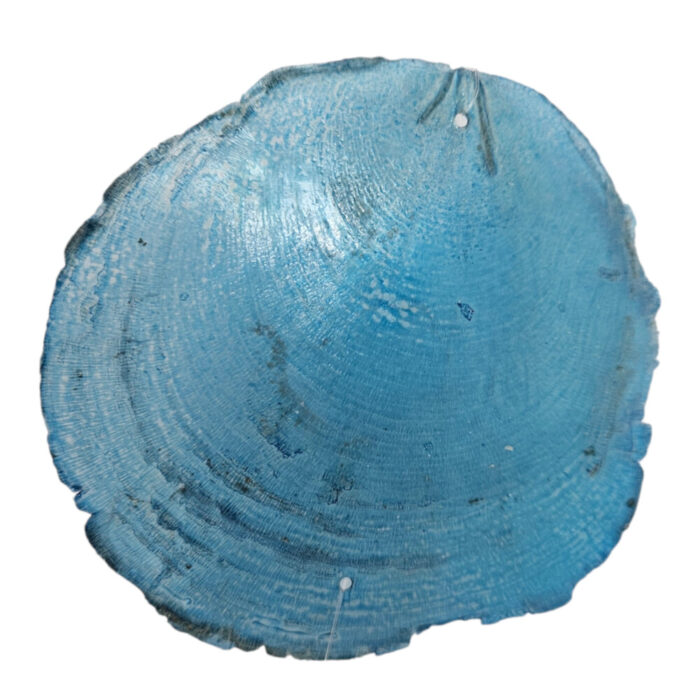 Blue-Shells-On-A-String-Close.jpg Blue-Shells-On-A-String-Close.jpg