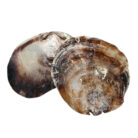 Natural-Shells-On-A-String-Close-Up.jpg