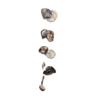 Natural-Shells-On-A-String-Hang.jpg