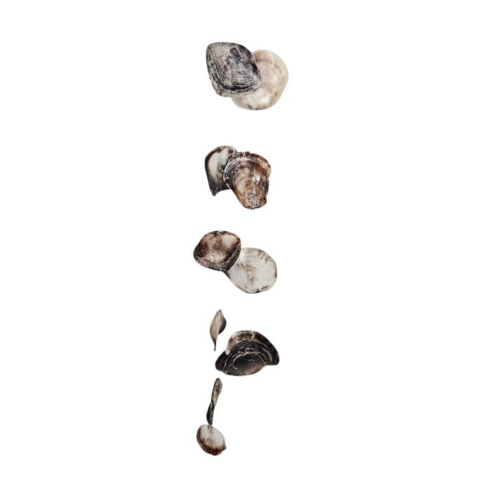 Natural-Shells-On-A-String-Hang.jpg Natural-Shells-On-A-String-Hang.jpg