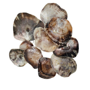 Natural Shells On A String
