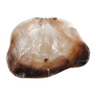 Natural-Shells-On-A-String-Shell-Close.jpg