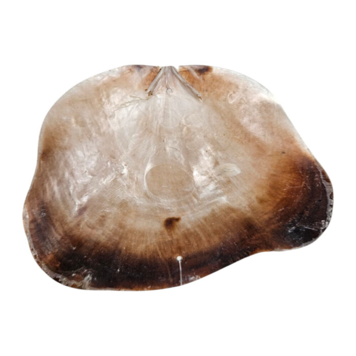 Natural-Shells-On-A-String-Shell-Close.jpg Natural-Shells-On-A-String-Shell-Close.jpg