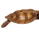 Swimming-Wall-Turtle-Right-Close-bACK.jpg